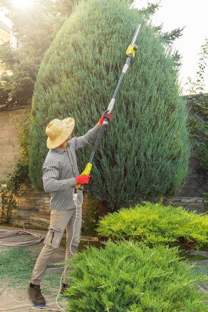 Best Tree Removal Services  in Mapleton, MN